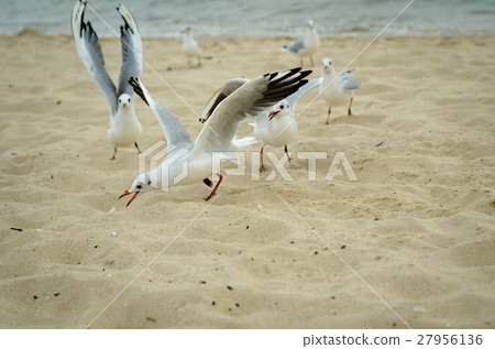 Seagulls are fighting for a piece of bread. Seagulls are fighting for a piece of bread. 27956136