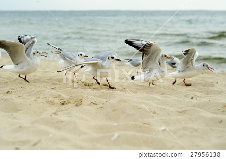 Seagulls are fighting for a piece of bread. Seagulls are fighting for a piece of bread. 27956138