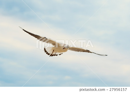 Seagull in the blue sky. 27956157