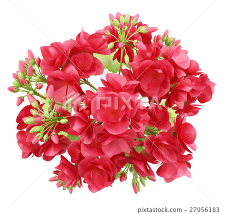 top view of red geranium flowers isolated on white top view of red geranium flowers isolated on white 27956183
