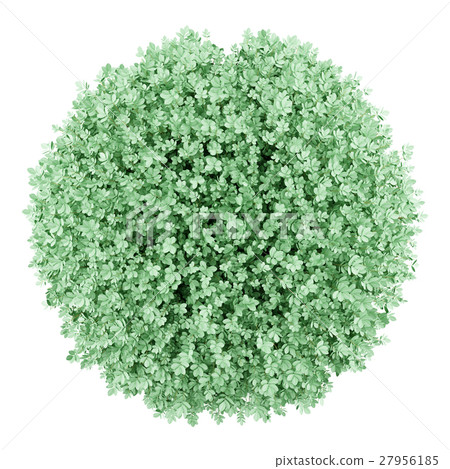 top view of round boxwood plant isolated on white stock illustration 27956185 pixta round boxwood plant isolated