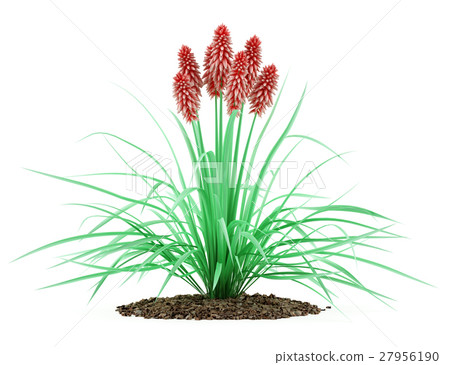 kniphofia plant isolated on white background 27956190