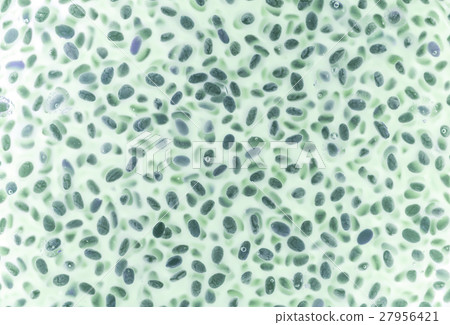 chia seeds in water chia seeds in water 27956421
