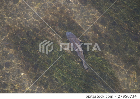 Carp swimming in the Usui River (Annaka City, Gunma Prefecture) Carp swimming in the Usui River (Annaka City, Gunma Prefecture) 27956734