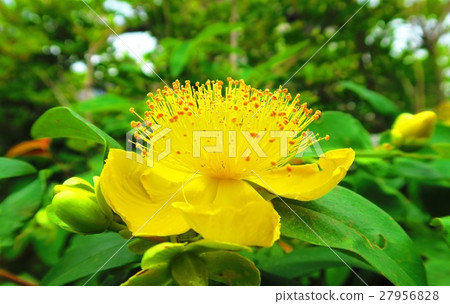 Hiperam · Kalisinam flower 27956828