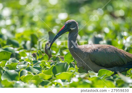 Hadada ibis or Bostrychia hagedash 27959830