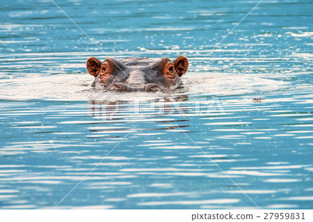 Close-up of hippo 27959831