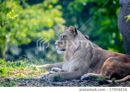 Lion resting under tree 27959838