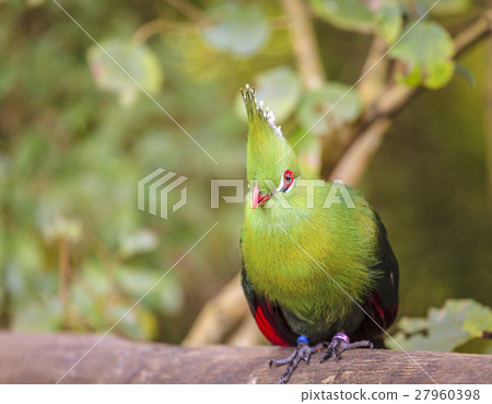 Knysna Turaco 27960398