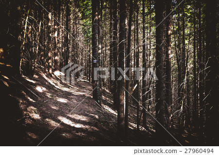 trail in the forest 27960494