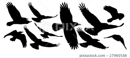 Set of black isolated silhouettes with crows 27960586