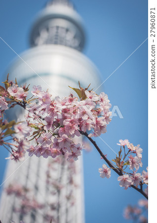 Sakura flowers, Japanese cherry blossoms Sakura flowers, Japanese cherry blossoms 27960871