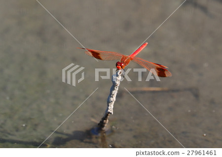 Miyama makane (male) 27961461