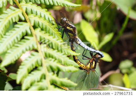 Shioya Tombo (mating) Shioya Tombo (mating) 27961731