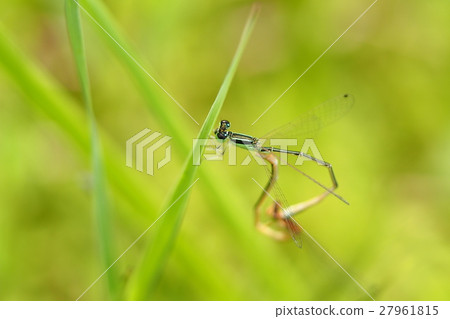 Asia Ittombo (mating) 27961815