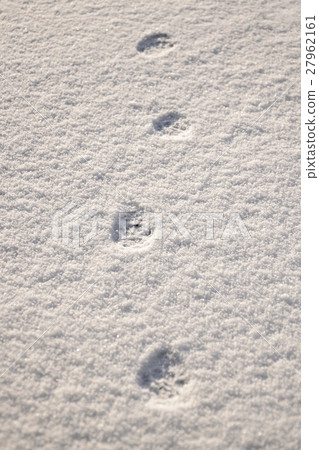 一隻清早貓腳印的步行在雪的 一隻清早貓腳印的步行在雪的 27962161