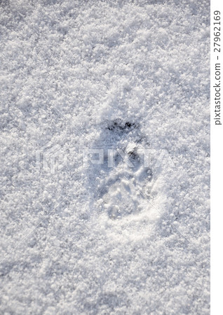 A walk of an early morning cat Footprints on the snow A walk of an early morning cat Footprints on the snow 27962169