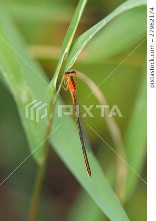 Asiitombo (immature · female) 27962174