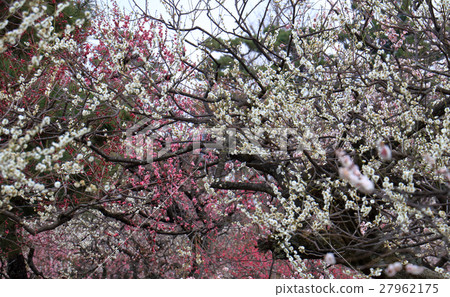 Plum tree of Kyoto Nijo castle 27962175