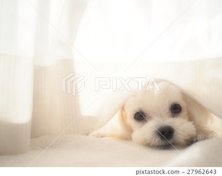 Hide and seek dogs (fluffy) 27962643