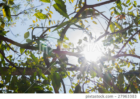 Beautiful of Sun streaming through the leaves. 27963383