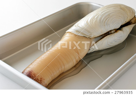 White mill shell 27963935