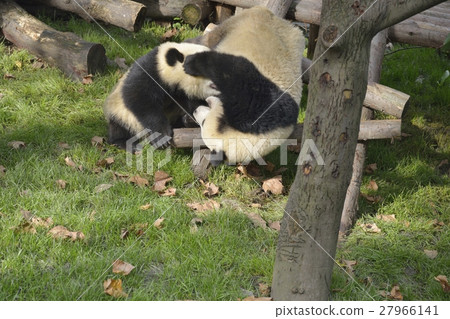 Panda fits together Panda fits together 27966141