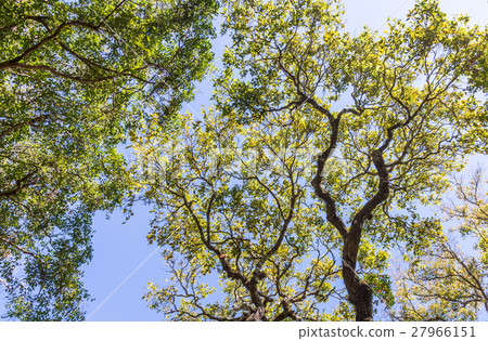 Fresh leaves canopy. 27966151