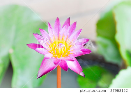 violet lotus 27968132