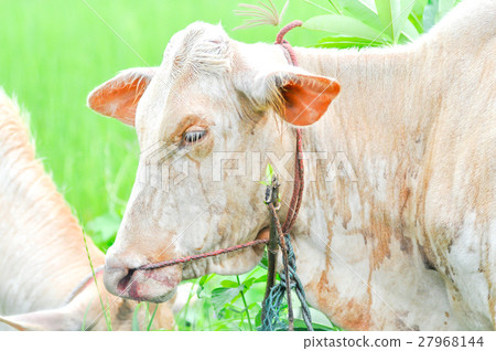 cow or ox cow or ox 27968144