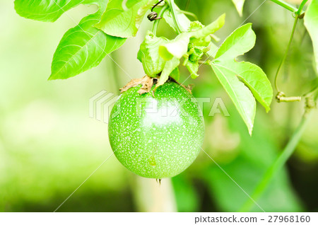 passion fruit tree passion fruit tree 27968160