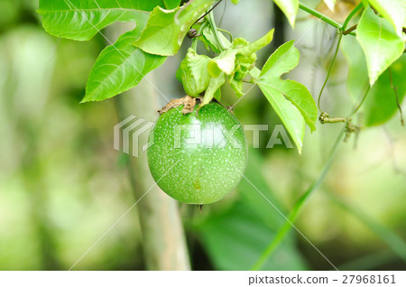 passion fruit passion fruit 27968161