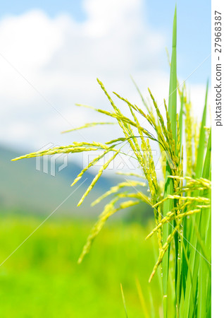 rice plants 27968387