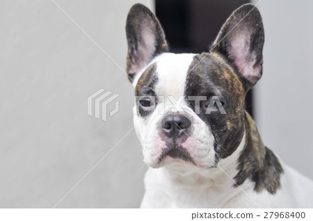 absent-minded French bulldog or  French bulldog 27968400