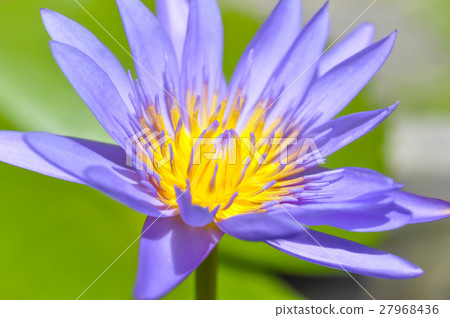 florescent purple lotus 27968436