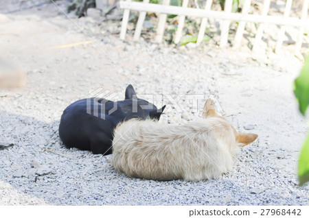 sleeping dogs on the floor sleeping dogs on the floor 27968442