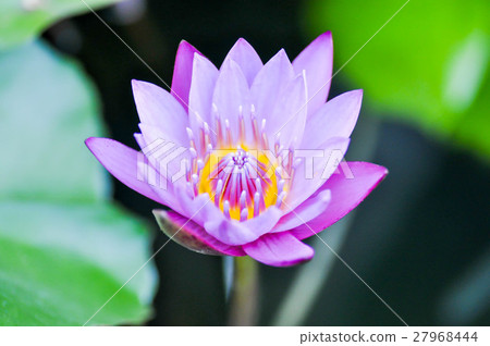 purple lotus in the pond 27968444