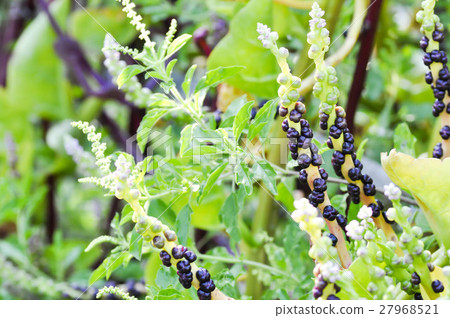 Ceylon Spinach plant in the garden 27968521
