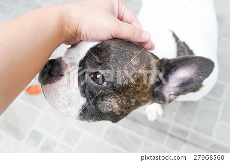 Someone is groping a dog,  French dog 27968560
