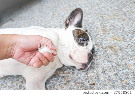 hand up dog , tame French bulldog hand up dog , tame French bulldog 27968561