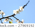 梅梢 27969192