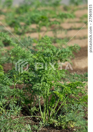 Carrot field 27969935