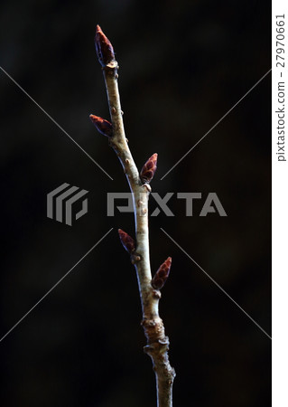 天然植物富根大象，它是冬芽。櫻花在雙重花朵的陰霾中綻放，但是細長的碗的感覺① 27970661