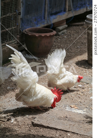 chicken colorful chicken colorful 27970724