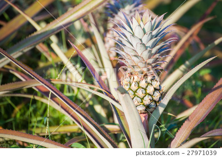 fresh pineapple growing up in garden 27971039