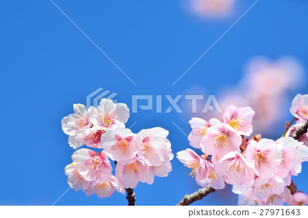 在藍天的冷的櫻花 在藍天的冷的櫻花 27971643
