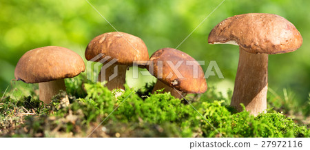 Mushrooms in a forest 27972116