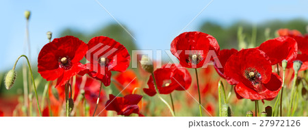 poppy flowers in a field poppy flowers in a field 27972126