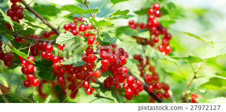 bush of red currant bush of red currant 27972127