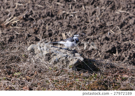 Hakusekirei Hakusekirei 27972189